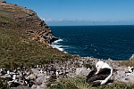 Cet archipel revendiqué par les Argentins et les Anglais est surtout le meilleur endroit pour voir des albatros à sourcils noirs.